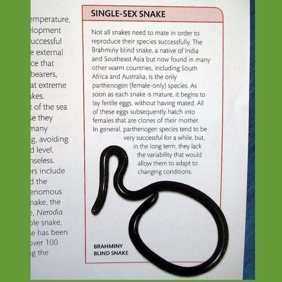 Book - Snake: The Essential Visual Guide by Chris Mattison - Picture 5 of 16